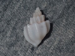 Trigonaphera vinnulum