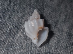 Trigonaphera vinnulum