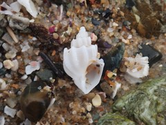 Trigonaphera vinnulum