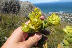 Thesium euphorbioides