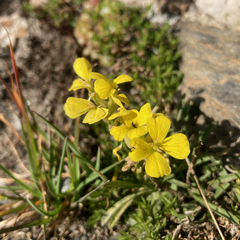 Erysimum jugicola