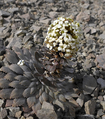 Notothlaspi rosulatum