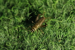 Modicogryllus frontalis