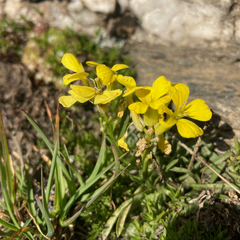 Erysimum jugicola