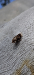 Stenocotis depressa