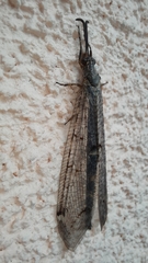 Distoleon tetragrammicus