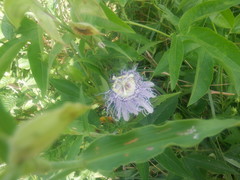 Passiflora incarnata