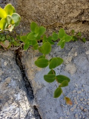 Hypericum nummularium