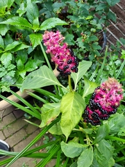 Phytolacca acinosa