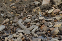 Macrovipera lebetinus