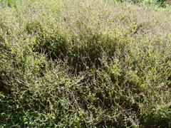 Achyranthes aspera aspera