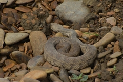 Macrovipera lebetinus