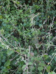 Achyranthes aspera aspera