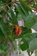 Podontia quatuordecimpunctata