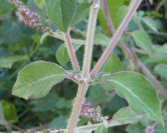 Achyranthes aspera aspera