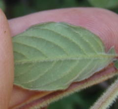 Achyranthes aspera aspera