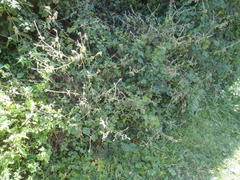 Achyranthes aspera aspera