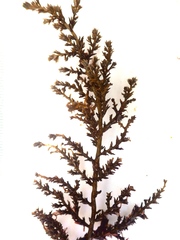 Ericaria selaginoides