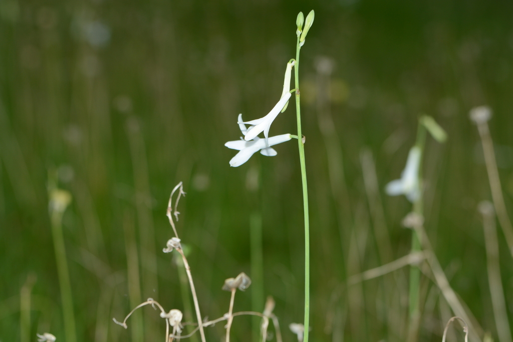 Dipcadi concanense, Devrukh, Maharashtra 415804, India
