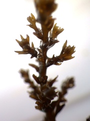 Ericaria selaginoides