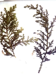 Ericaria selaginoides
