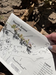 Campanula prenanthoides