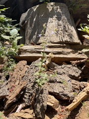 Campanula prenanthoides