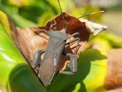 Anoplocnemis curvipes