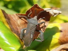 Anoplocnemis curvipes