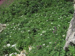 Selinum alatum
