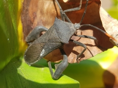 Anoplocnemis curvipes