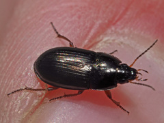 Amara familiaris