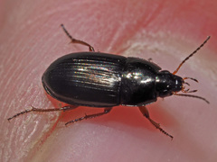 Amara familiaris