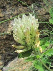 Trifolium trichocephalum