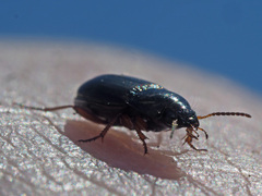 Amara familiaris