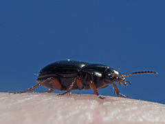 Amara familiaris