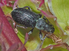 Phyllobius viridicollis