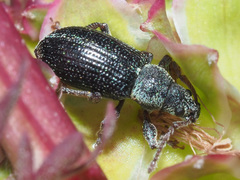 Phyllobius viridicollis