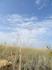 Polygonum equisetiforme