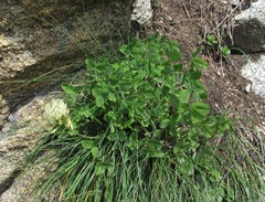 Trifolium trichocephalum