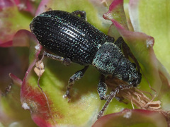 Phyllobius viridicollis