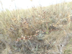 Polygonum equisetiforme
