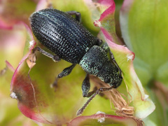 Phyllobius viridicollis