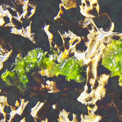 Ulva rhacodes