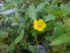Ludwigia peploides
