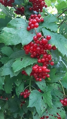 Viburnum opulus