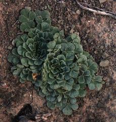 Oxalis melanosticta melanosticta