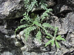Jurinea filicifolia