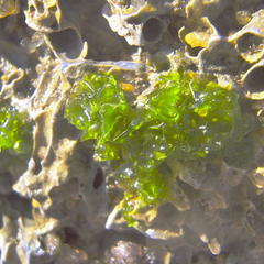 Ulva rhacodes