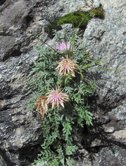 Jurinea filicifolia